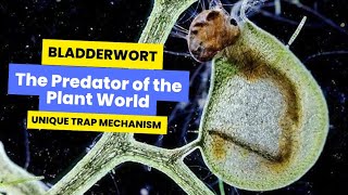 Bladderworts in Action Unique Trap Mechanism carnivorousplants plantsecrets bladderwort plant [upl. by Rollecnahc97]