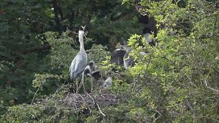 Feeding time in the herons nest [upl. by Tann992]