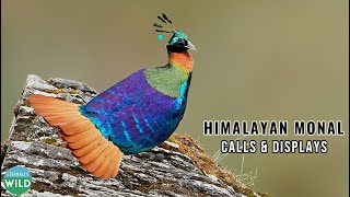 Himalayan Monal Mesmerizing Calls amp Displays in Chopta [upl. by Naitsabes]