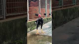 gadon gadonvietnam aseelmurga rooster viralvideo shortvideo [upl. by Cookie]