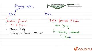 in a dorsiventral leaf protoxylem and metaxlem are located respectively [upl. by Ecirtap]