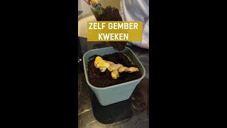 Zelf gember kweken zo doe je dat  Pokon [upl. by Nicks581]