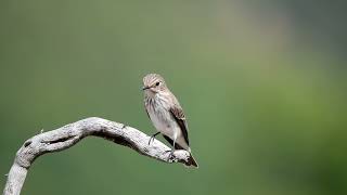 Benekli sinekkapan » Spotted Flycatcher » Muscicapa striata [upl. by Ileyan]