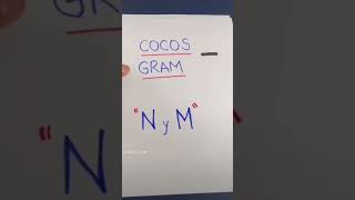 Cocos gram negativosMicrobiologia [upl. by Herrmann152]