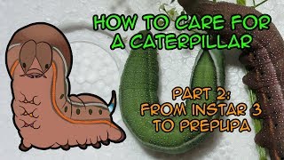 How to raise caterpillars  Latest Instars part 2 [upl. by Mann]