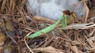 calabrone Vs mantide religiosa [upl. by Sheelagh]