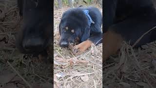 Bhutia Dog Eating Meat shorts gaddidog [upl. by Prady197]