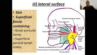 Salivary glands head amp neck 6 [upl. by Namyh]