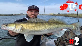 Angeln in Holland vom Boot auf Barsch und Zander mit LIVE BISS 2  INSIDER FISHING [upl. by Hurd]