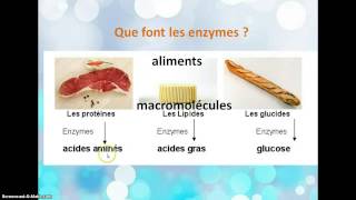 La transformation des aliments en nutriments [upl. by Waldron]