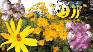 Topinambur im Garten anbauen 🌻 Jetzt pflanzen später wunderschöne Blüten und essbare Knollen 🌻 4K 🌻 [upl. by Drofhsa]