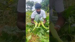 Young farmer youtubeshorts youtube shorts farmer farming [upl. by Sewell626]