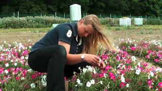 Field trial with genetically modified petunias [upl. by Aikrehs]