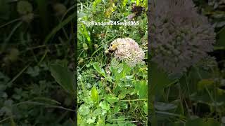 Hummingbird Moth Upclose [upl. by Mikkanen217]