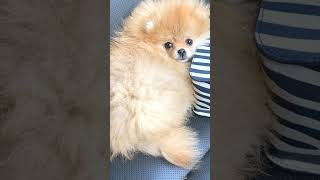 Pomeranian 🐕 crying sound 12kviralshorts [upl. by Triplett]