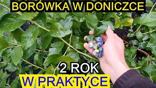 Uprawa Borówki w Doniczce  2 rok uprawy W PRAKTYCE [upl. by Eniamrahs]