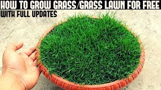 How To Grow Grass At Home For Free With Full Updates [upl. by Nabroc]