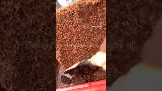 how to make COCOPEAT brick for use [upl. by Enaerb353]