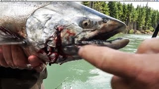 KILLER SEALS ATTACK FISHERMENS KING SALMON BUT FISHERMEN WIN [upl. by Nerej]