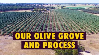 Kalamata Olive  Wickham Olive Farm [upl. by Azial]