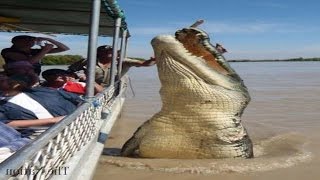 Top 5 Worlds Biggest Crocodiles in the World [upl. by Twum]