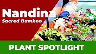 Plant care for Nandina Sacred Bamboo or Heavenly bamboo Nandina domestica [upl. by Ailil]