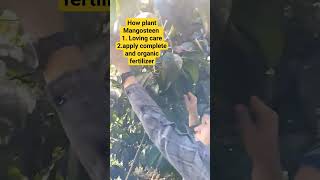 How to grow mangosteen treemangosteen mangosteenfruits fruits [upl. by Adierf]