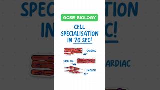 GCSE Biology  Cell Specialisation in 60 Seconds 🌱🧬 [upl. by Aitnic129]