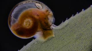 Snail amp Elodea densa darkfield [upl. by Lertnek794]