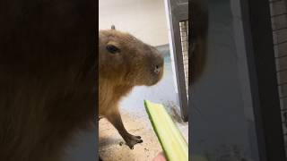 Capybara cute funny videoCabypara hài hướccapybara tiktok shorts animals cute funnyvideos [upl. by Licna]