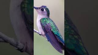 Wedge Tailed Sabrewing Hummingbird [upl. by Otter884]