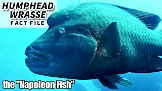 Humphead Wrasse Facts the NAPOLEON fish  Animal Fact Files [upl. by Anurb]