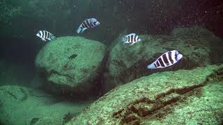 The deep water of Lake Tanganyika [upl. by Aneleasor]