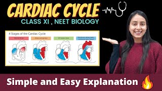 Cardiac Cycle  Body Fluids and Circulation  Class 11  NEET [upl. by Enelime]