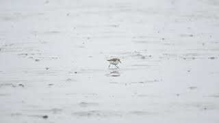 琵嘴鷸 Spoonbilled Sandpiper  02 [upl. by Kcolttam822]