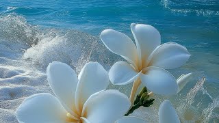 Beautiful flowers beach photo slideshow slideshow flower beautifulrose nature relaxing [upl. by Nivahb]