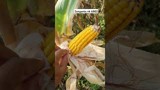 Syngenta makka nk 6802 🌽  big size corn  kheti farming makkakikheti maizefarming khetibadi [upl. by Lyckman392]