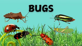 Insects and Bugs for kids  Insects Vocabulary  Insects amp Bugs for toddlers  English Vocabulary [upl. by Alisha]