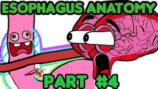 The Esophagus Anatomy PART 4 Clinical Knowledge [upl. by Mufi]