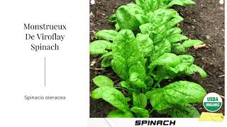 How to Grow Spinach 101 From Seed Planting Pests Problems Harvest to Kitchen [upl. by Yolanthe]