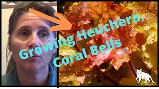 How to Grow Heuchera Coral Bells and Heucherella Plants In the Garden [upl. by Ailekat]