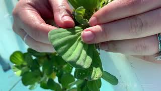 Water lettuce Pistia stratiotes  Plant Identification [upl. by Yllrebmik394]