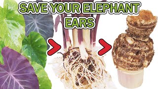 How To Overwinter Your Elephant Ear Plants  Colocasia esculenta [upl. by Essyla]