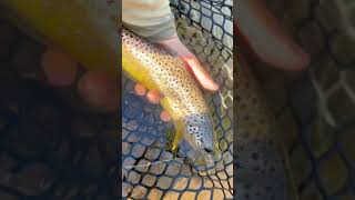 Fall in the driftless 🍁 fishingvideo flyfishinglife fishing flyfisherman flyfishing fish [upl. by Eniak]