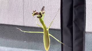 Mantis eating wasp [upl. by Nitsed]