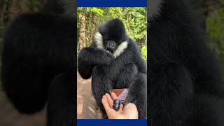 Wildlife Black Crested Gibbon gibbon shorts wildlife [upl. by Eadahc441]