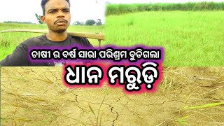 ଆମର ଧାନ ସବୁ ମରିଗଲାମୁଇଁ କାହିଁ ପଲେଇ ଆସିଲିmeghavlog4u [upl. by Licha]