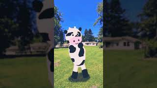 cow ke nach  gay dancefunny baby animal cow manrajkharia [upl. by Iorgo]