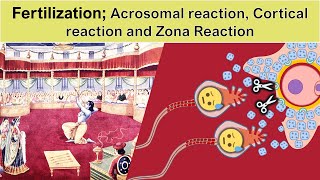 Fertilization part2 Acrosomal reaction Cortical reaction and Zona Reaction [upl. by Etnuaed]