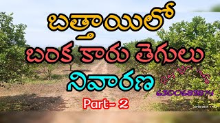 బత్తాయిలో బంక కారు తెగులు నివారణ PART 2 Citrus gummosis Bathaayilo banka tegulu nivarana informativ [upl. by Drucilla]